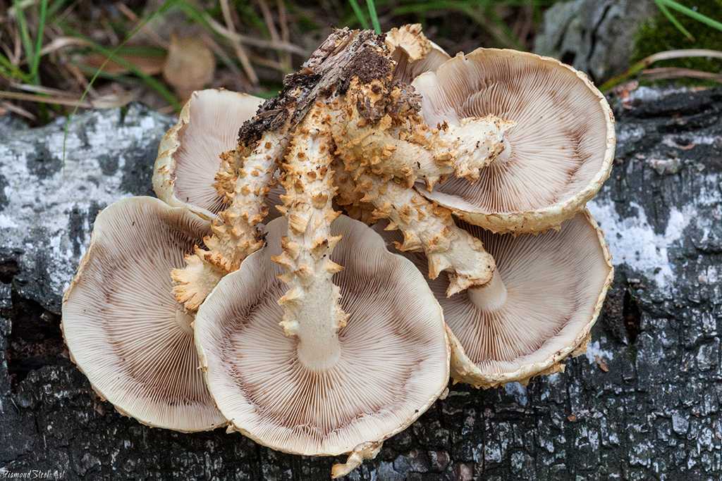 Чешуйчатка гаревая (pholiota highlandensis) –  грибы сибири