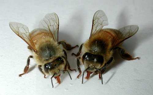 Лечебные свойства и применение пчелиного подмора