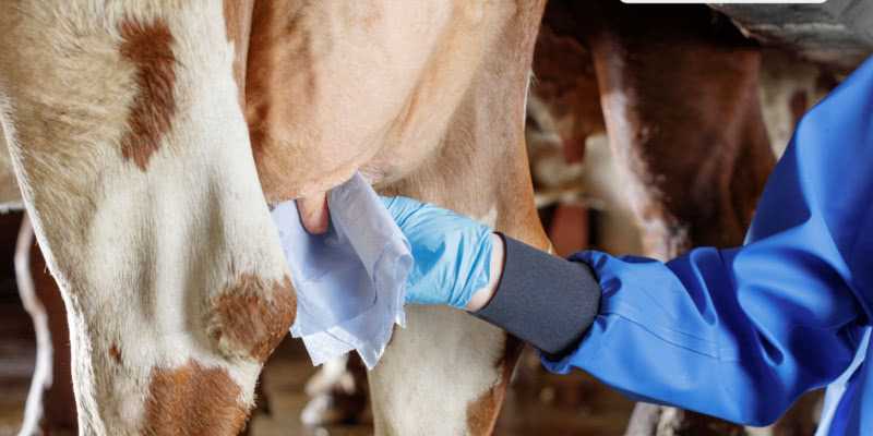 Молочный камень у коровы: лечение, симптомы, профилактика, видео