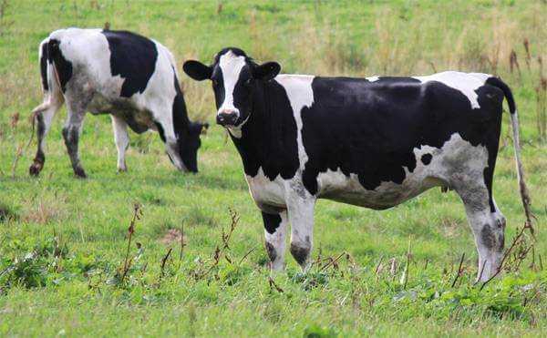 Голштинская порода коров, черно-пестрая голштинизированная - характеристика