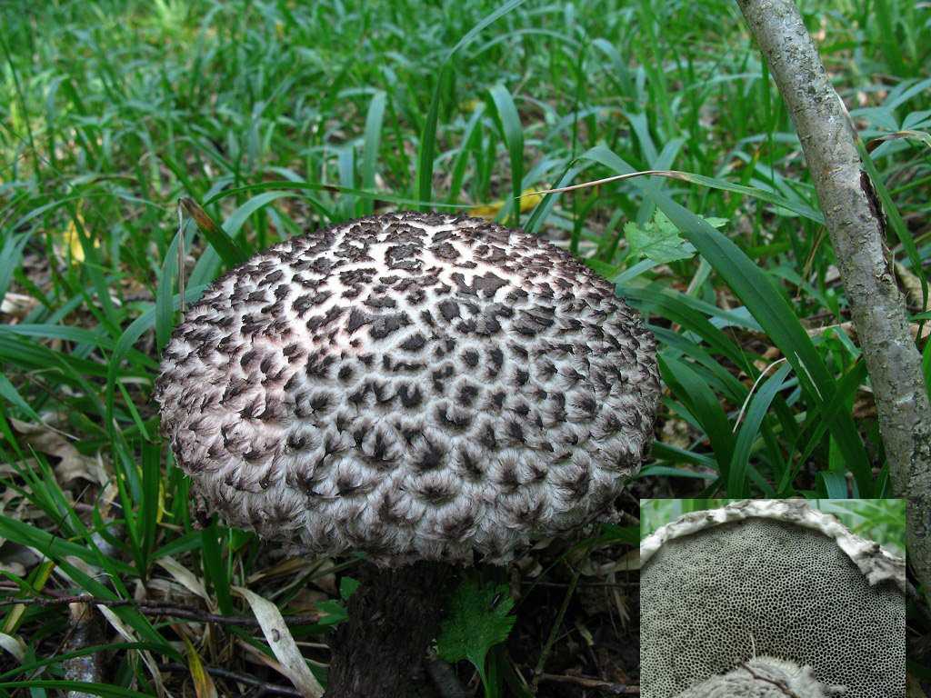 Всё, что нужно знать о необычном грибе — шишкогриб хлопьеножковый!