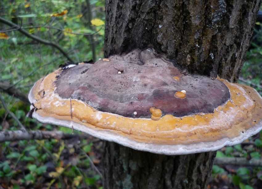 Трутовик зонтичный – вкусный древесный гриб