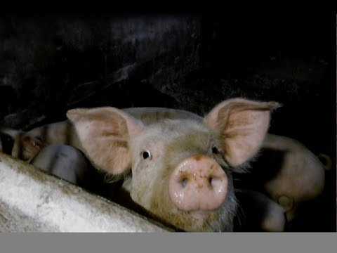 Выращивание свиней по канадской технологии и в чем ее преимущества