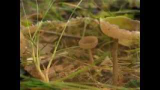 Гельвелла келе (лопастник келе): как выглядит, где растет, съедобность, как отличить, фото