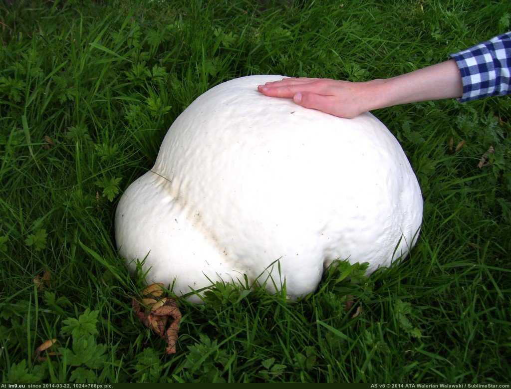 Какие грибы растут в крыму?