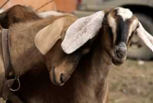 Как выглядят козы нубийской породы