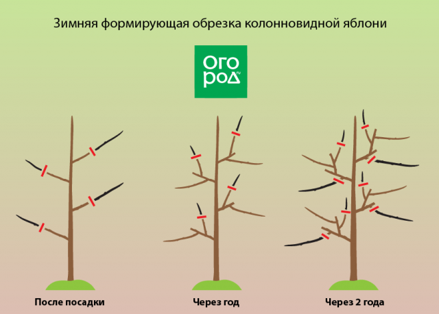 Обрезка колоновидных деревьев весной видео для начинающих