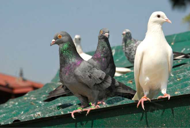 Чем кормить голубей? домашние голуби: содержание, уход
