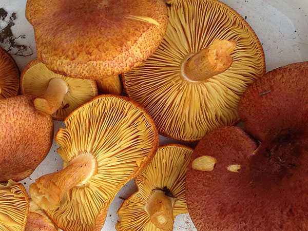 Рядовки съедобные и несъедобные: фото и описание, как выглядят гриб, где и когда они растут