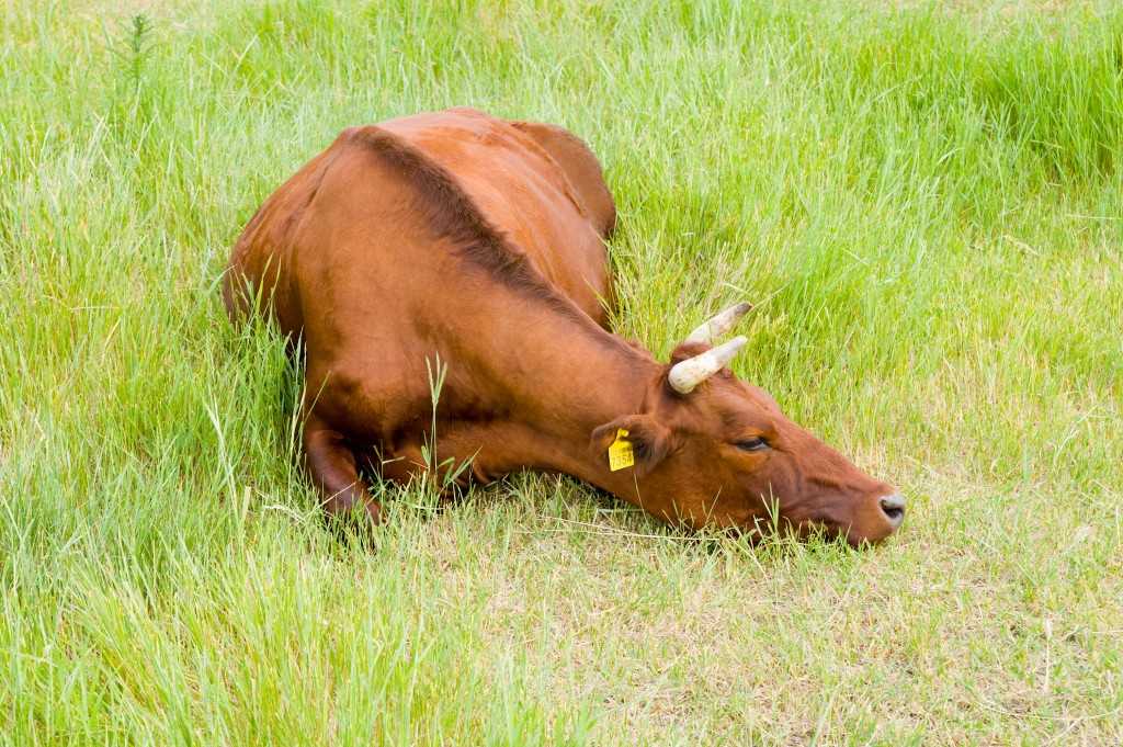 Мочекаменная болезнь у крс - болезни коров