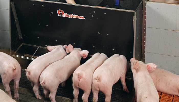 Кормушки для свиней (32 фото): как сделать корыто для поросят своими руками по чертежам? описание автоматических и других кормушек