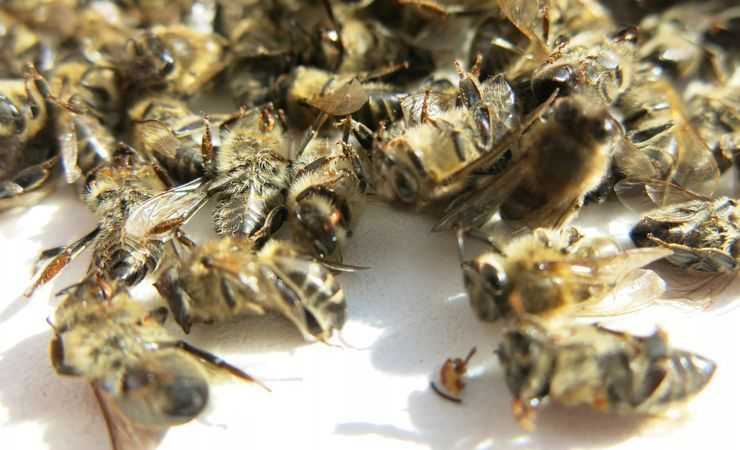 Пчелиный подмор при простатите и аденоме простаты, отзывы
