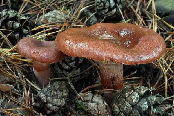 Ложные грузди: как отличить грибы, фото
