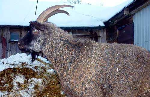 Альпийские козы — фото и описание, характеристика, условия содержания, перспективы разведения. | cельхозпортал