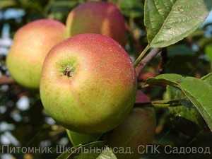 Описание сорта яблони орлинка