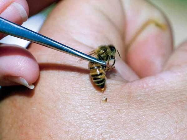 Апивир для пчел: инструкция по применению, фармакологические свойства и правила использования препарата. Ограничения к применению лекарства. Отзывы покупателей.