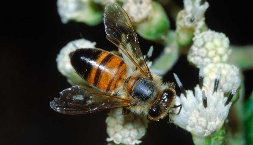 Африканские пчелы убийцы. ужасное наследие