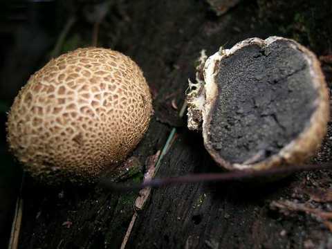 Можно ли есть гриб дождевик и как отличить съедобный от ядовитого (+21 фото)?