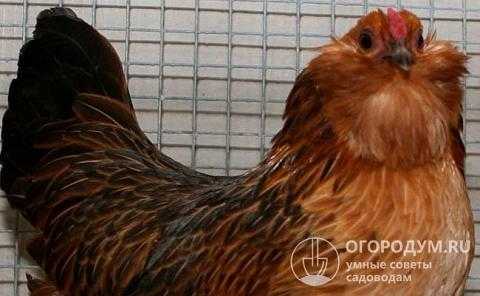 Орловская порода кур: фото, описание, отзывы и характеристики