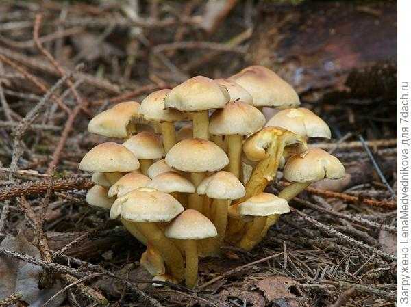 ✅ грибы похожие на вешенки но растут на земле - усадьбанатали.рф