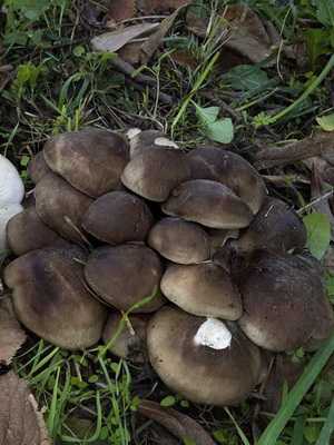 Лиофиллум дымчато-серый: внешнее описание гриба, характеристика, группа пищевой ценности. Особенности роста, ареал распространения, двойники и их отличия.
