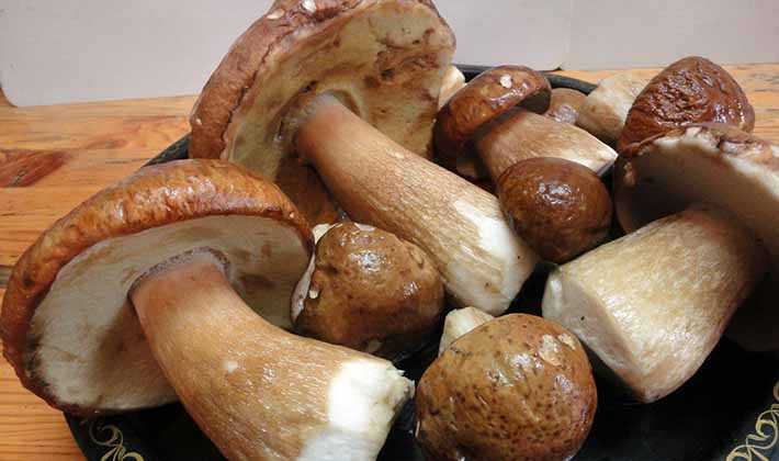 Полезные свойства белого гриба — боровик — польза или вред