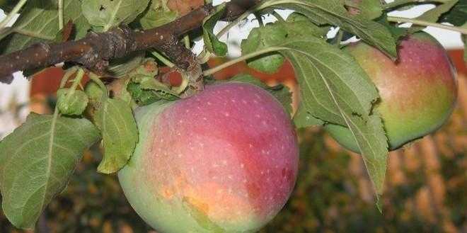 Лучшие сорта яблони для черноземья с описанием, характеристикой и отзывами, а также особенности выращивания в данном регионе