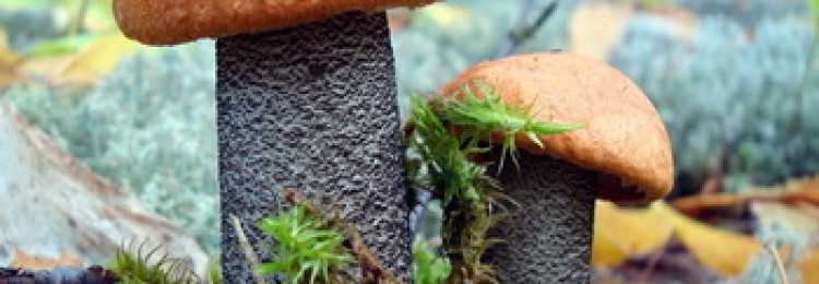 Как правильно солить и мариновать грибы: белые, рыжики, грузди. засолка грибов на зиму