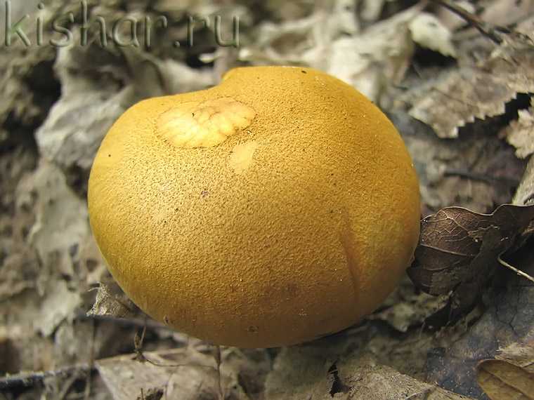Колпак кольчатый (cortinarius caperatus) –  грибы сибири