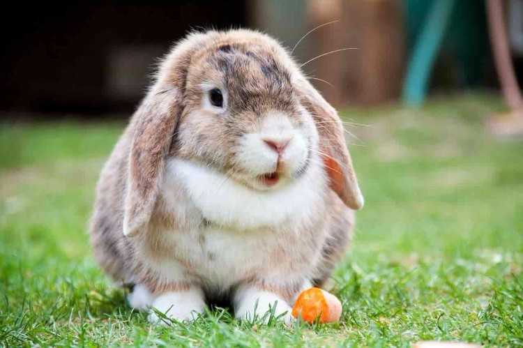 Вислоухий кролик карликовый баран - содержание, уход, питание. купить