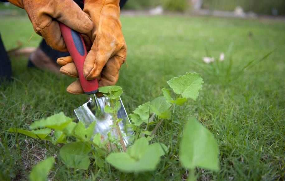 10 лучших средств от сорняков и травы, топ-10 рейтинг гербицидов