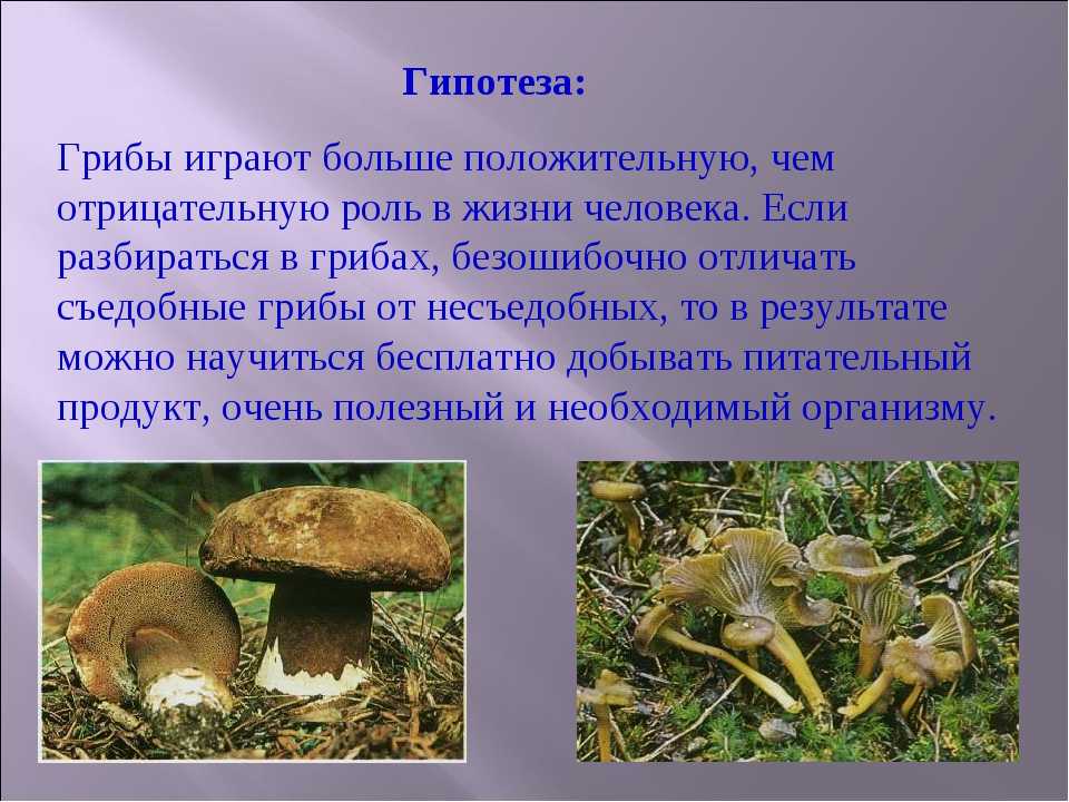 Польза рыжиков для организма человека