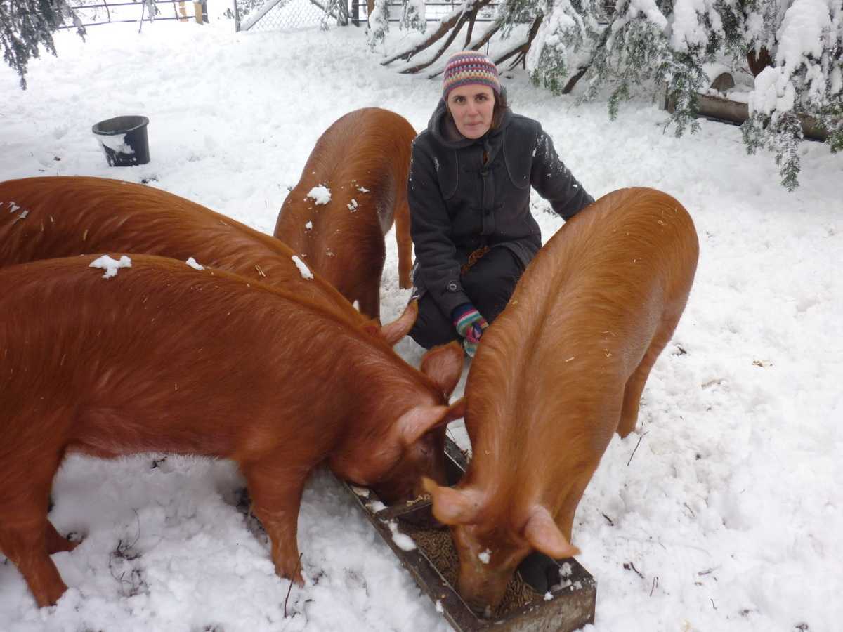 Зимнее содержание свиней — agroxxi