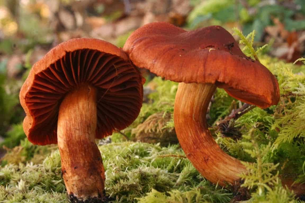 Паутинник шафрановый (cortinarius croceus) –  грибы сибири