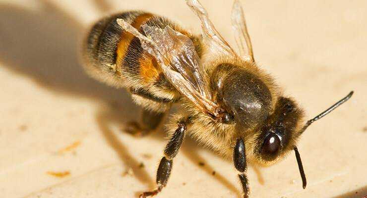 Бипин (1 ампула по 0,5 мл, москва) | магазин пчеловодства "пчеловод ком"