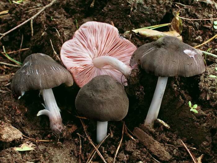 Плютей мелкоопушённый, коричневая форма (pluteus tomentosulus f. brunneus) –  грибы сибири