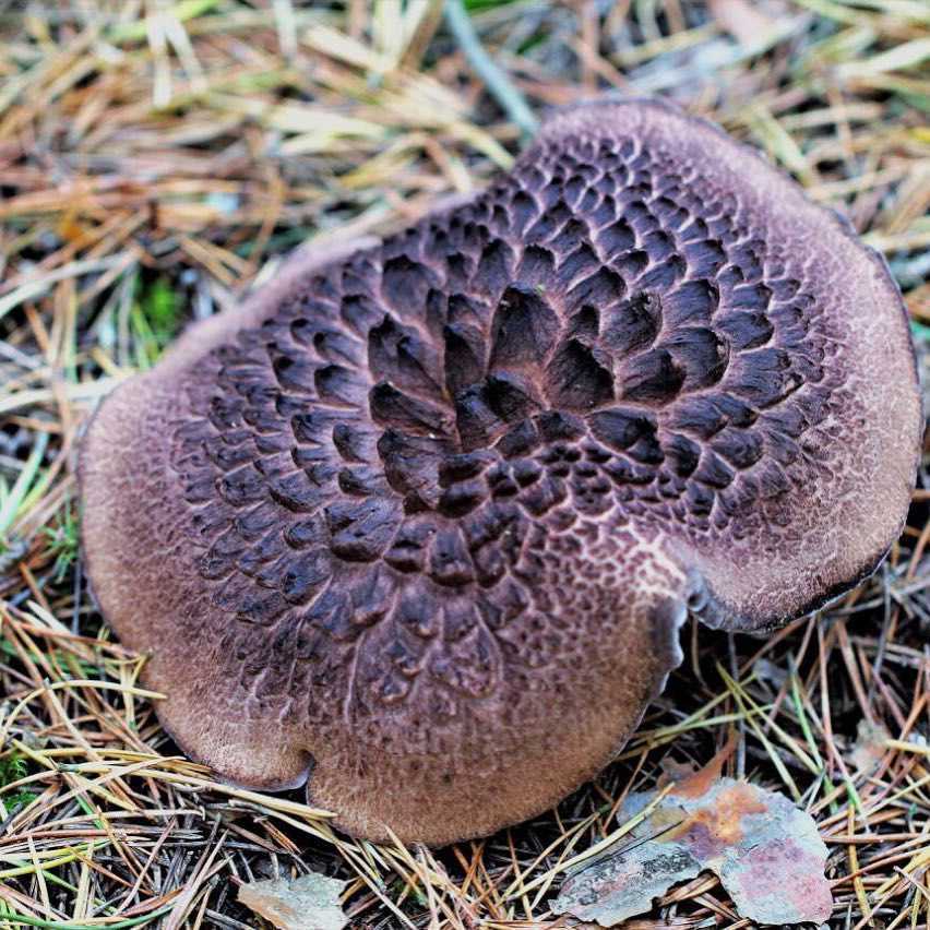 Описание гриба ежевика гребенчатого, места распространения