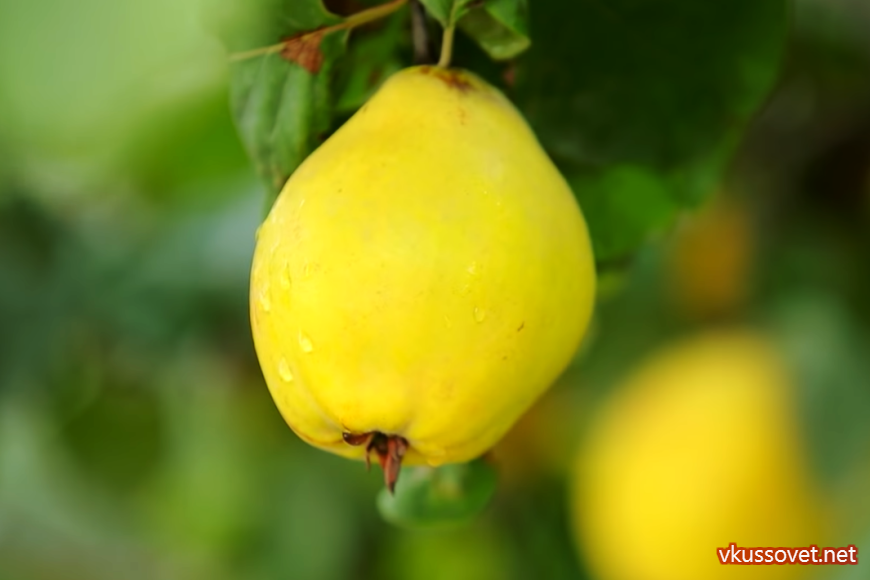 Что такое айва и как ее едят - полезные свойства и применение фрукта