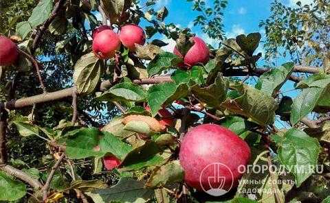 Секреты успешного выращивания яблони "звездочка"