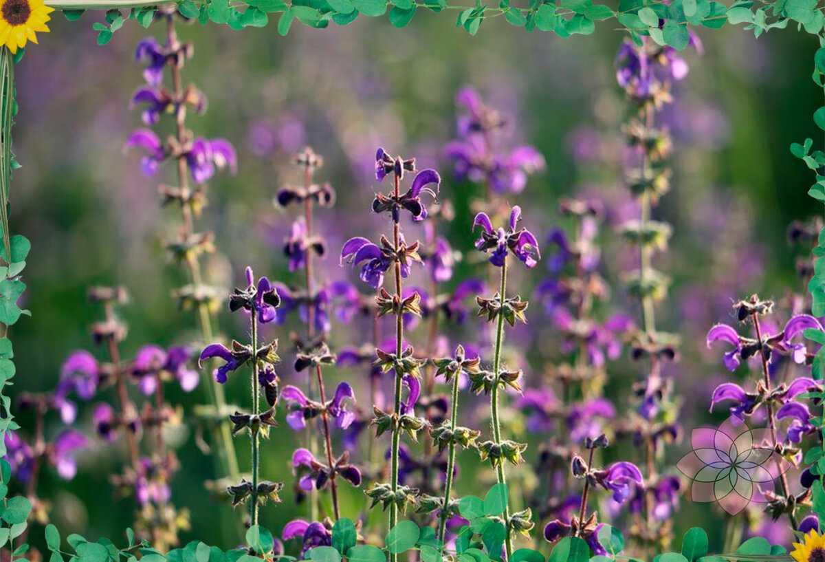 Медоносы — однолетники: ценные медоносные травы для пчел с фото и названиями