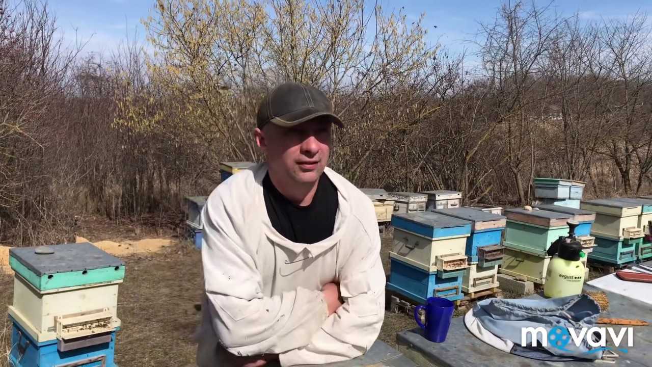 Основные правила ухода за пчелами зимой