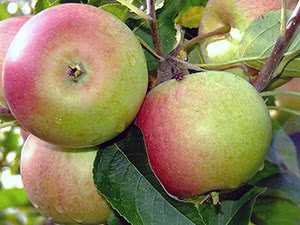 Колоновидная яблоня медок: характеристика, описание сорта, фото, отзывы