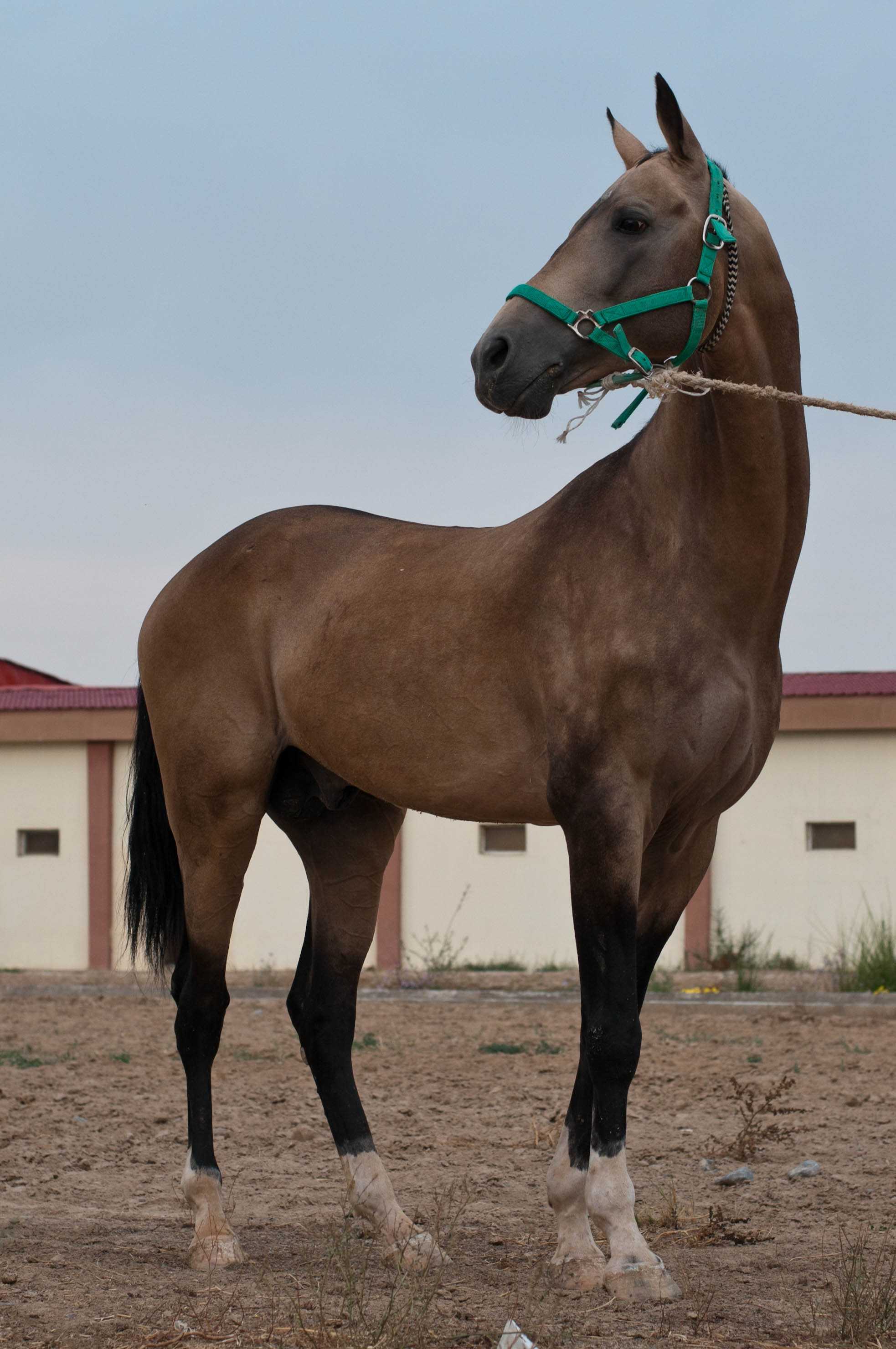 Ахалтекинская лошадь: фото, происхождение. Мифы о породе, стандарт и масти породы.
