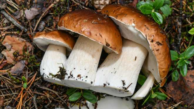 Как выращивать белые грибы в домашних условиях (+18 фото)?