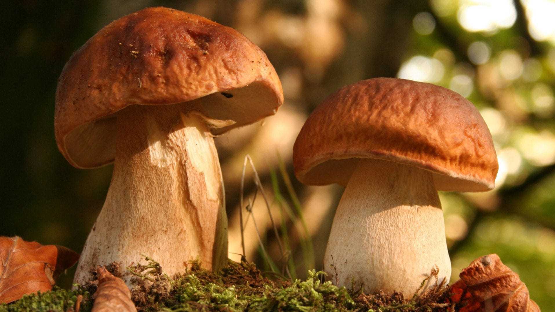 Грибы лисички лечебные свойства польза и лечение - грибы собираем