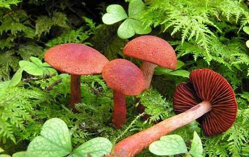 Паутинник голубой: внешний вид гриба, как правильно отличать от двойников, места произрастания, пригодность к употреблению.