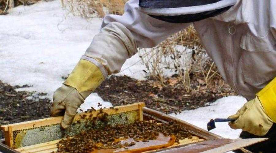 Весенняя подкормка пчел сахарным сиропом, медом, канди: пропорции