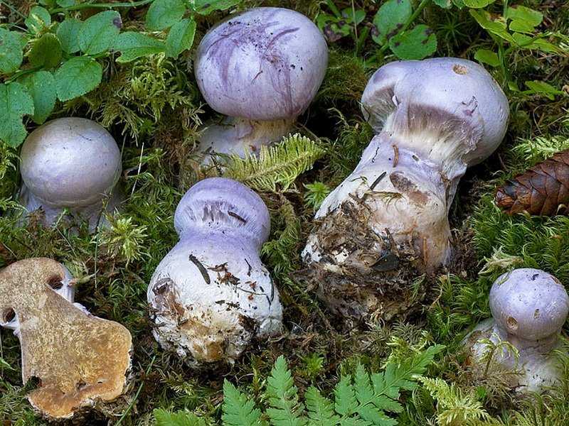 Описание ядовитых и съедобных видов гриба паутинника: жёлтого, фиолетового, превосходного и благородного
