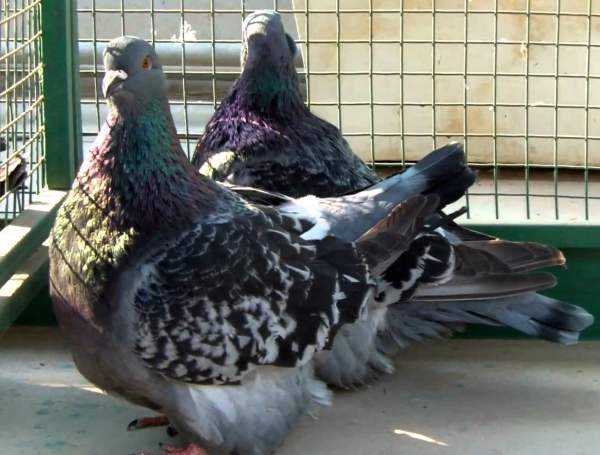 Мясные голуби: выбор пород, как содержать, кормление и разведение, фото