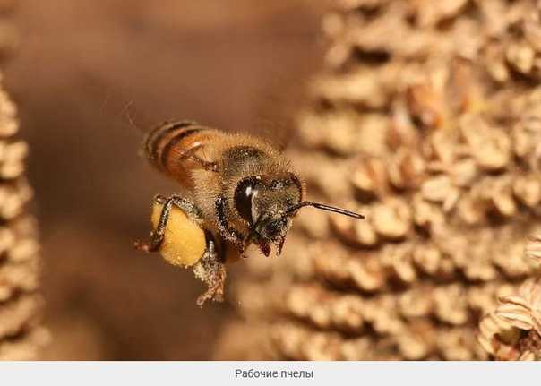 Как пчелы собирают пыльцу с растений: зачем и почему